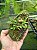 Dendrobium hekouense ( planta adulta ) - Imagem 3