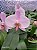 PHALAENOPSIS LORIS SOPHIA LARSON - Imagem 1