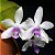 PHALAENOPSIS FIMBRIATA PLANTA ADULTA - Imagem 1