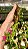 DENDROBIUM LAWESII PLANTA ADULTA - Imagem 1