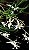 Dendrobium exile - Imagem 1