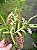 Dendrobium compactum - Imagem 1