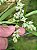 Dendrobium compactum - Imagem 3