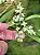 Dendrobium compactum - Imagem 2