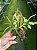 Dendrobium compactum - Imagem 4