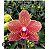 PHALAENOPSIS I-HSIN CLAIRE - Imagem 1