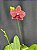 PHALAENOPSIS I-HSIN CLAIRE - Imagem 2