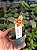 PHALAENOPSIS MINI MARK " TRILABELO " PLANTA ADULTA - Imagem 1