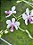 PHALAENOPSIS LOWII X DELICIOSA - Imagem 1