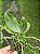 PHALAENOPSIS LOWII X DELICIOSA - Imagem 2
