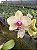 PHALAENOPSIS DRAGON TREE MARK´S " DRAGON TREE ORIOLE" - Imagem 4