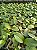 PHALAENOPSIS DRAGON TREE MARK´S " DRAGON TREE ORIOLE" - Imagem 2