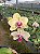 PHALAENOPSIS DRAGON TREE MARK´S " DRAGON TREE ORIOLE" - Imagem 3