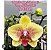 PHALAENOPSIS DRAGON TREE MARK´S " DRAGON TREE ORIOLE" - Imagem 1