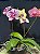 PHALAENOPSIS KIT COM 3 UNIDADES ( ADULTA ) - Imagem 3