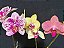 PHALAENOPSIS KIT COM 3 UNIDADES ( ADULTA ) - Imagem 1