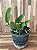 CATTLEYA WALKERIANA COERULEA " EDWARD´S X MARIMBONDO ( ADULTA ) - Imagem 2