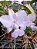 CATTLEYA WALKERIANA COERULEA " EDWARD´S X MARIMBONDO ( ADULTA ) - Imagem 1