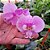 PHALAENOPSIS SCHILLERIANA ( ADULTA ) - Imagem 1
