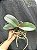 PHALAENOPSIS SCHILLERIANA ( ADULTA ) - Imagem 2
