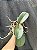 PHALAENOPSIS SCHILLERIANA ( ADULTA ) - Imagem 3