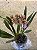 CYMBIDIUM SPRING WIND - PENDENTE - Imagem 1