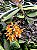 Robiquetia aberrans (Malleola baliensis) - Imagem 1