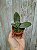PHALAENOPSIS LINDENII - Imagem 2