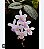 PHALAENOPSIS LINDENII - Imagem 1