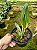 CATTLEYA PLOENPIT CROWN " AMAZING" - Imagem 2