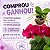 PHALAENOPSIS FULL RED ( MUDA ) - Imagem 1