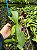 Phalaenopsis Miki Little Fox 'Pelórica 2 Olhos' X Phalaenopsis Hieroglyphica - Imagem 4
