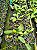 Phalaenopsis Miki Little Fox 'Pelórica 2 Olhos' X Phalaenopsis Hieroglyphica - Imagem 3