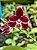 Phalaenopsis Miki Little Fox 'Pelórica 2 Olhos' X Phalaenopsis Hieroglyphica - Imagem 2