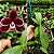 Phalaenopsis Miki Little Fox 'Pelórica 2 Olhos' X Phalaenopsis Hieroglyphica - Imagem 1
