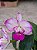 Cattleya walkeriana perfect blush ADULTA - Imagem 1