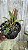 Cattleya walkeriana perfect blush ADULTA - Imagem 2