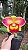 RLC. BARBARA JEWEL PLANTA ADULTA - Imagem 1