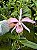 CATTLEYA MAXIMA TIPO X HADROLAELIA JONGHEANA ALBA - Imagem 1