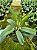 CATTLEYA MAXIMA TIPO X HADROLAELIA JONGHEANA ALBA - Imagem 2