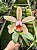 CATTLEYA FORBESII - Imagem 1