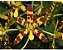 ANSELLIA AFRICANA PLANTA ADULTA - Imagem 1