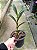 ANSELLIA AFRICANA PLANTA ADULTA - Imagem 2