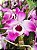 DENDROBIUM NOBILE ( OLHO DE BONECA ) - Imagem 1