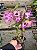 DENDROBIUM NOBILE ( OLHO DE BONECA ) - Imagem 2