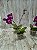 Phalaenopsis Younghome Focus ( Mini ) - Imagem 3