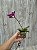 Phalaenopsis Younghome Focus ( Mini ) - Imagem 4
