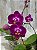 Phalaenopsis Younghome Focus ( Mini ) - Imagem 2