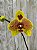 PHALAENOPSIS PHOENIX - Imagem 1
