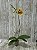 PHALAENOPSIS PHOENIX - Imagem 2